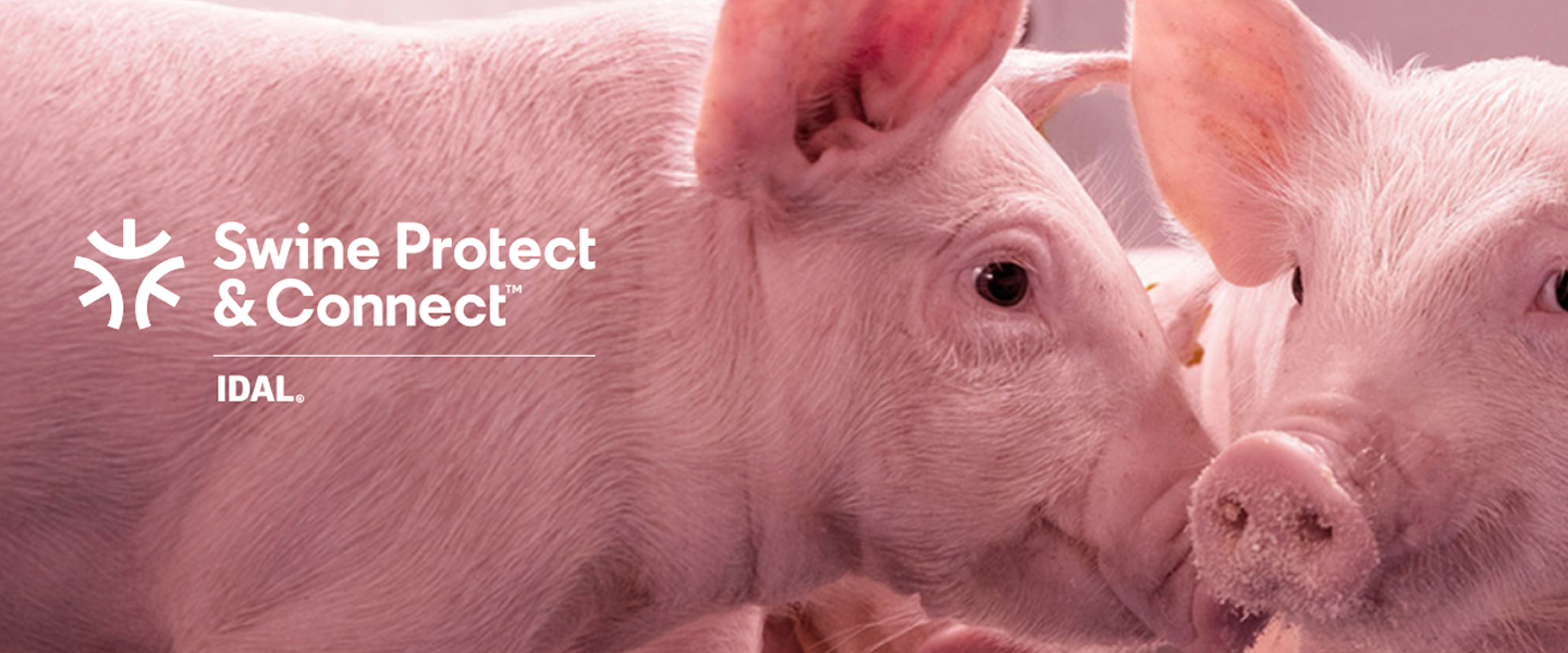 Swine Protect & Connect Markenbild Nahaufnahme von zwei rosa Schweinen mit dem Logo „Swine Protect & Connect“ und der Marke „IDAL“.