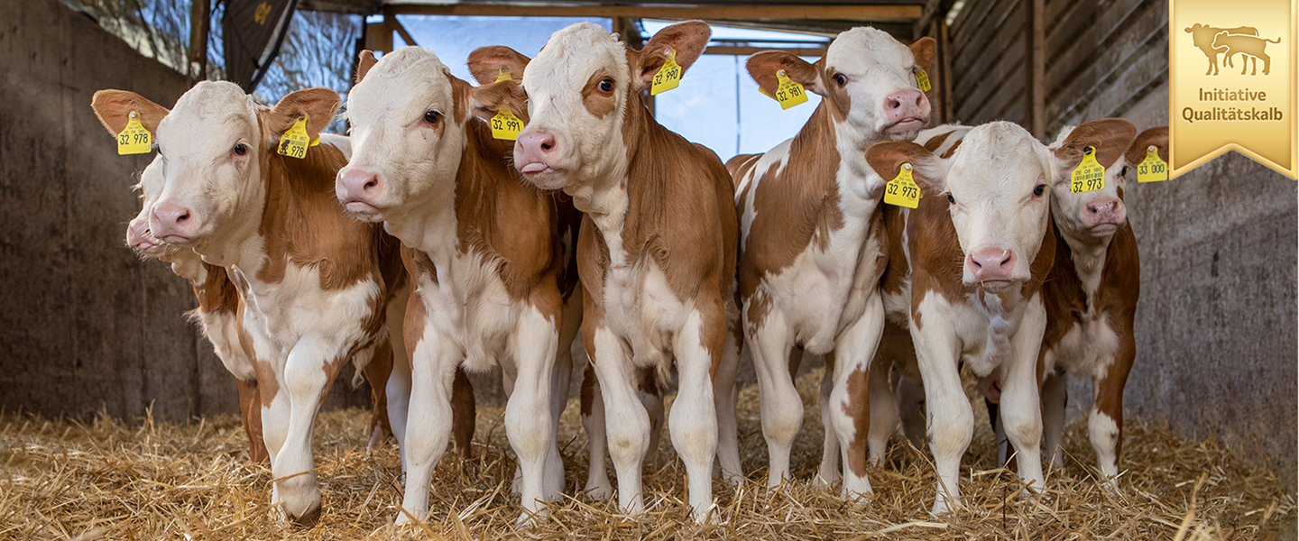 Eine Gruppe von Fleckvieh-Kälbern mit gelben Ohrmarken in einem Stall mit Stroh, rechts oben ein goldenes Siegel „Initiative Qualitätskalb“.