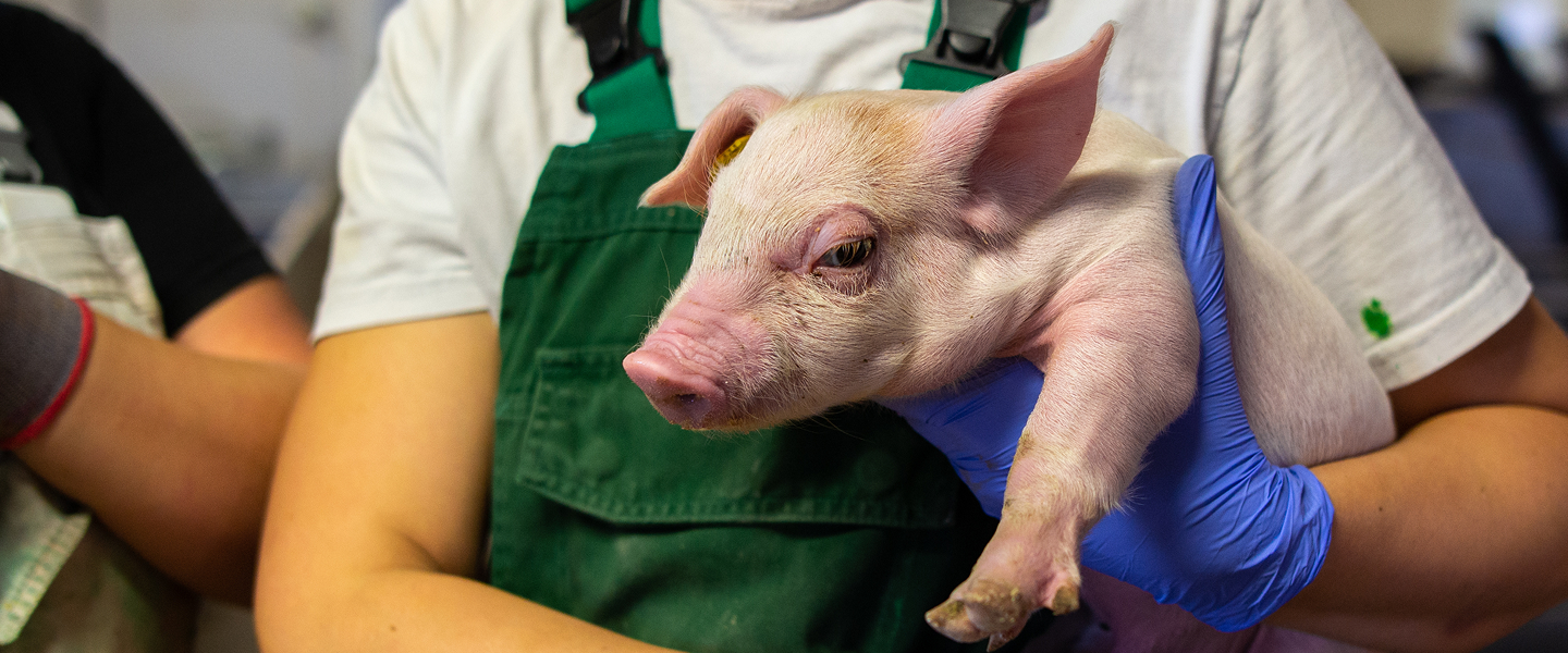 Bauer hält junges Ferkel Person in grünen Overalls und blauen Handschuhen hält sanft ein junges Ferkel auf einem Bauernhof.