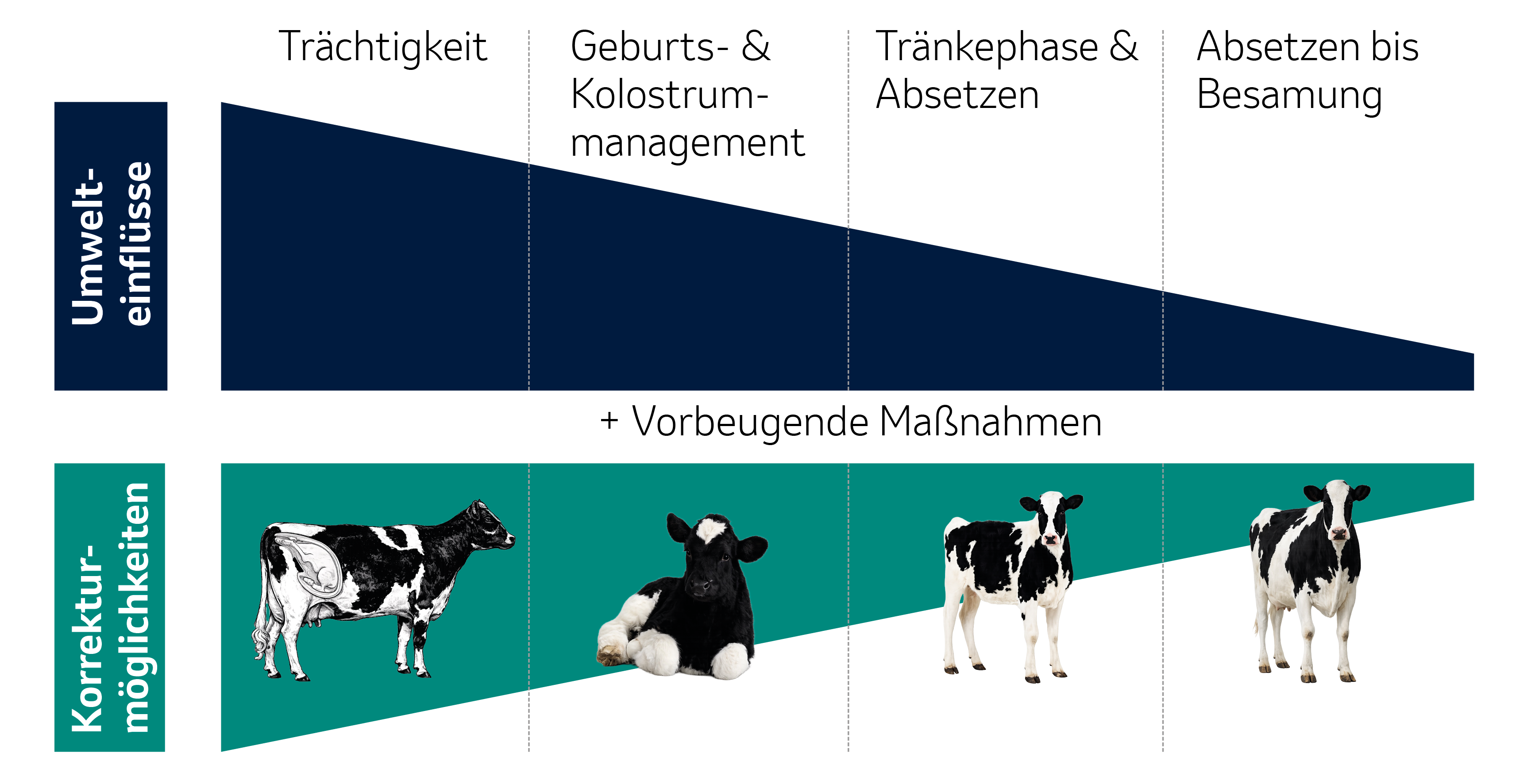 Propere Kälber_Phasen_Grafik