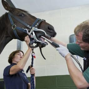 Der Tierarzt untersucht das Maul eines Pferdes, während der Assistent es festhält