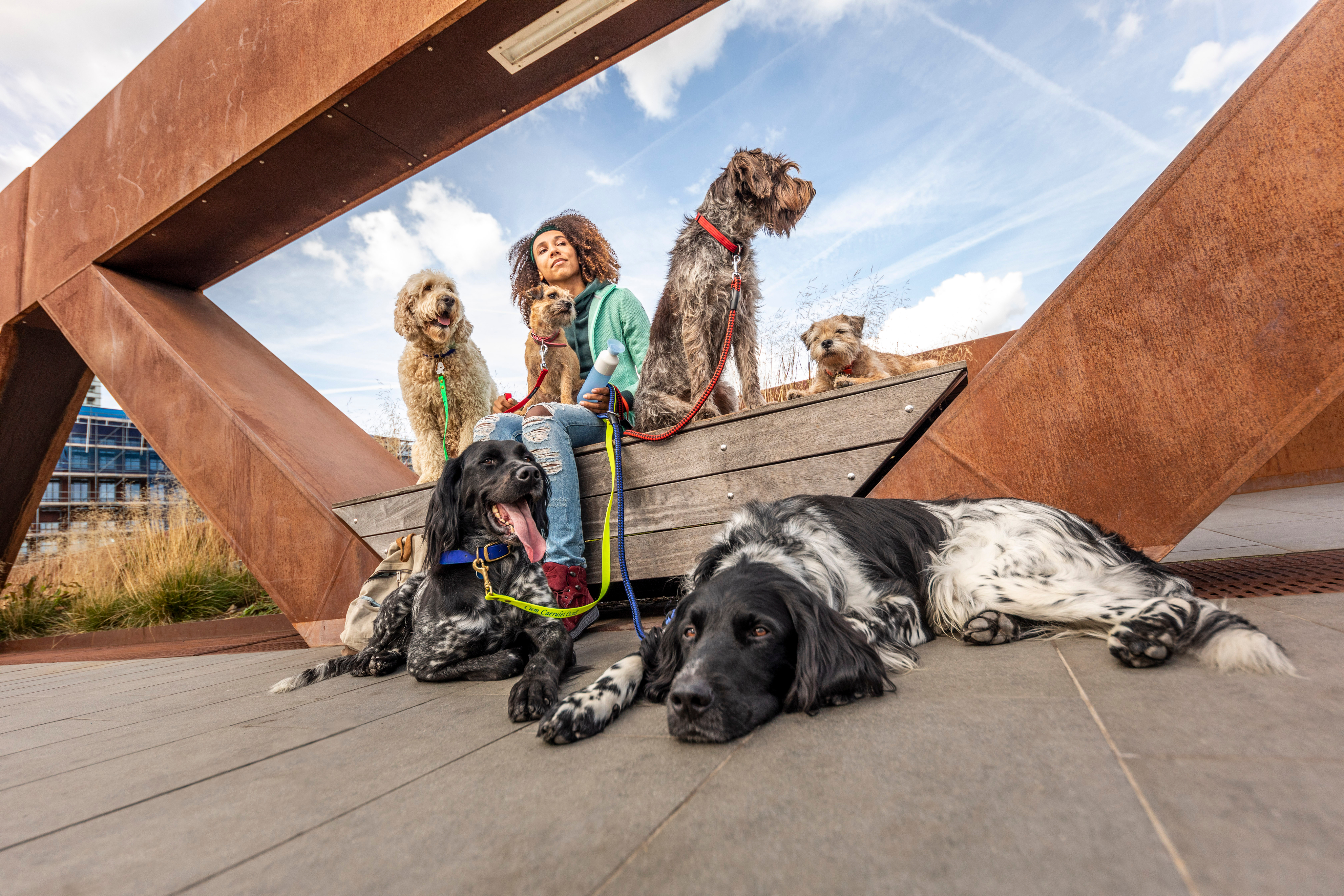 Person sitzt mit fünf Hunden auf einer Brücke unter blauem Himmel