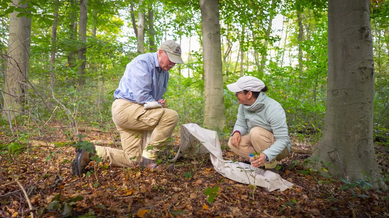 Stadt- und Landplage: Zahl aktiver Zecken in Münchner Park bis zu doppelt so hoch wie in Umland