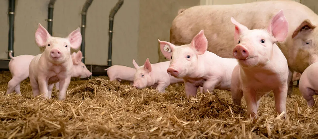 Junge Ferkel auf Stroh-Einstreu in einem Stall.