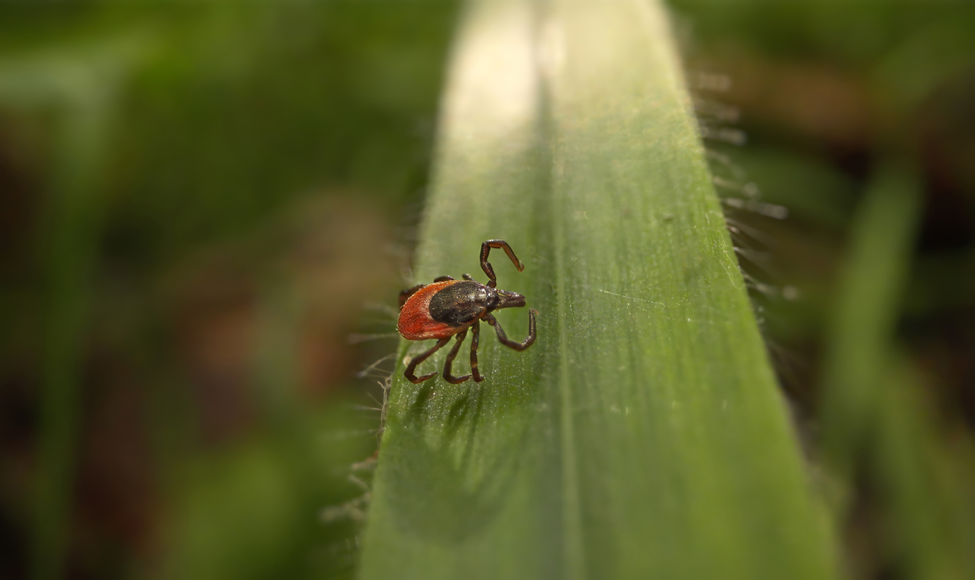 Kleine rotbraune Zecke auf einem grünen Grashalm