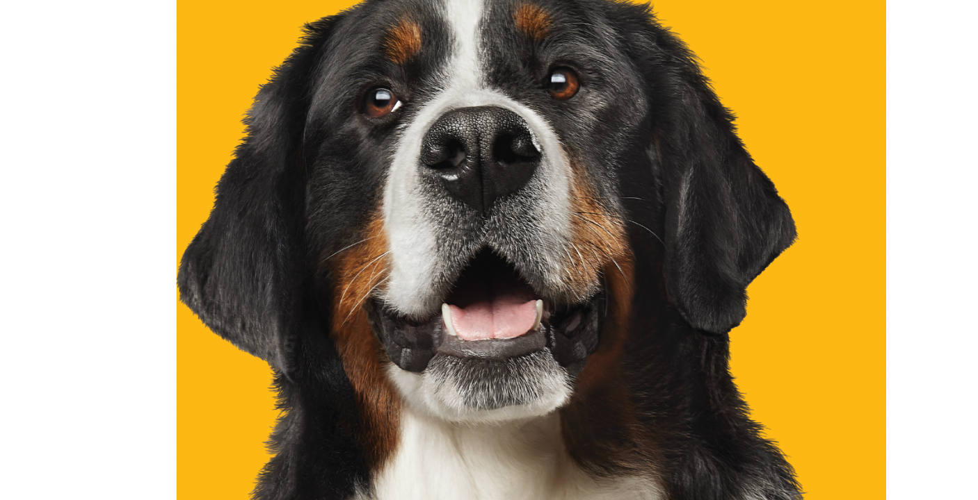 Hundeporträt Bild eines Hundeporträts