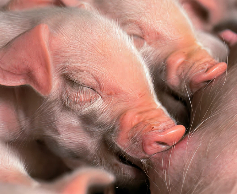 Schlafende Ferkel aus nächster Nähe Nahaufnahme von zusammengedrängten schlafenden Ferkeln mit zartrosa Haut und winzigen Gesichtszügen.