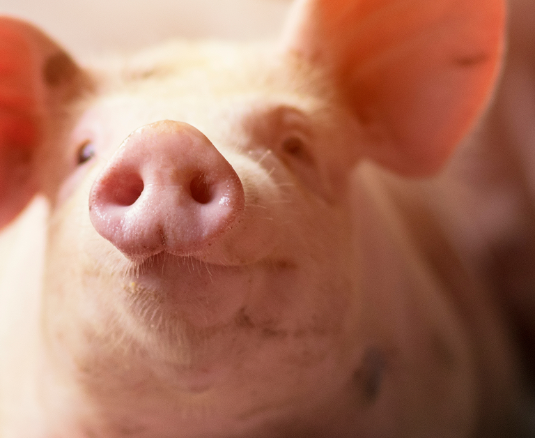Porträt eines Schweins Nahaufnahme eines rosa Schweinerüssels im Fokus, mit verschwommenem Hintergrund.