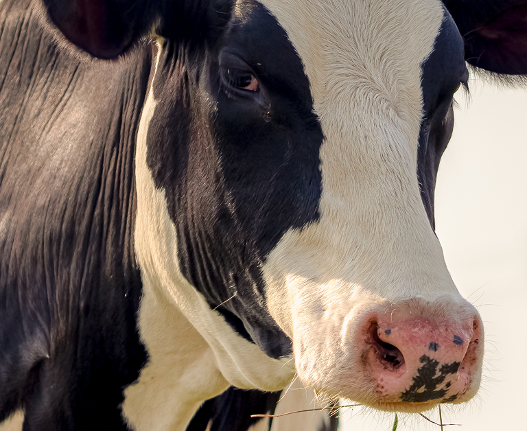 Nahaufnahme einer schwarzen und weißen Kuh Nahaufnahmeprofil einer schwarz-weißen Kuh mit sanften Augen und einer rosa Nase in natürlichem Licht.