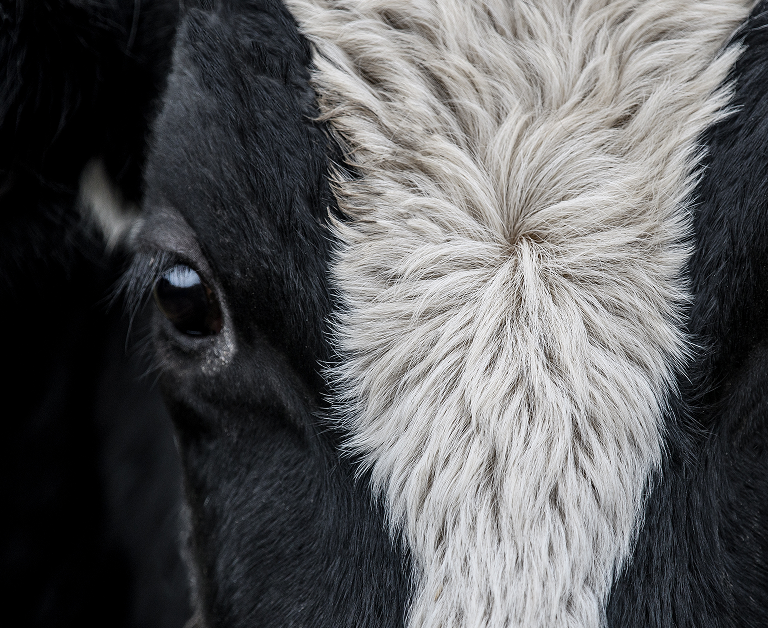 Nahaufnahme des Auges und der Stirn einer schwarz-weißen Kuh.