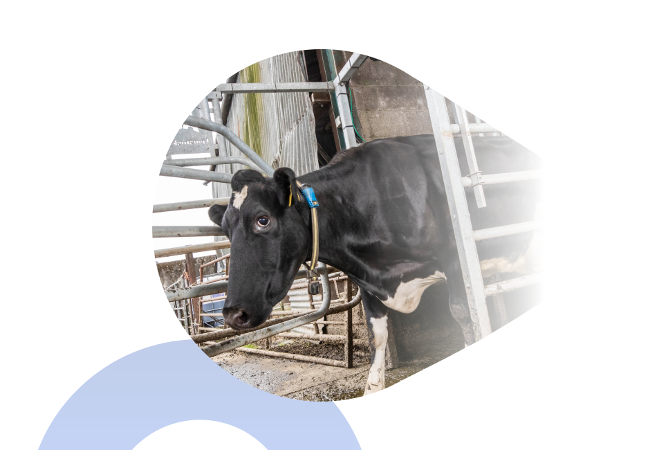 Kuh mit Monitoring-Halsband Eine schwarz-weiße Kuh mit blauem Halsbandsensor in einem Metallgatter.