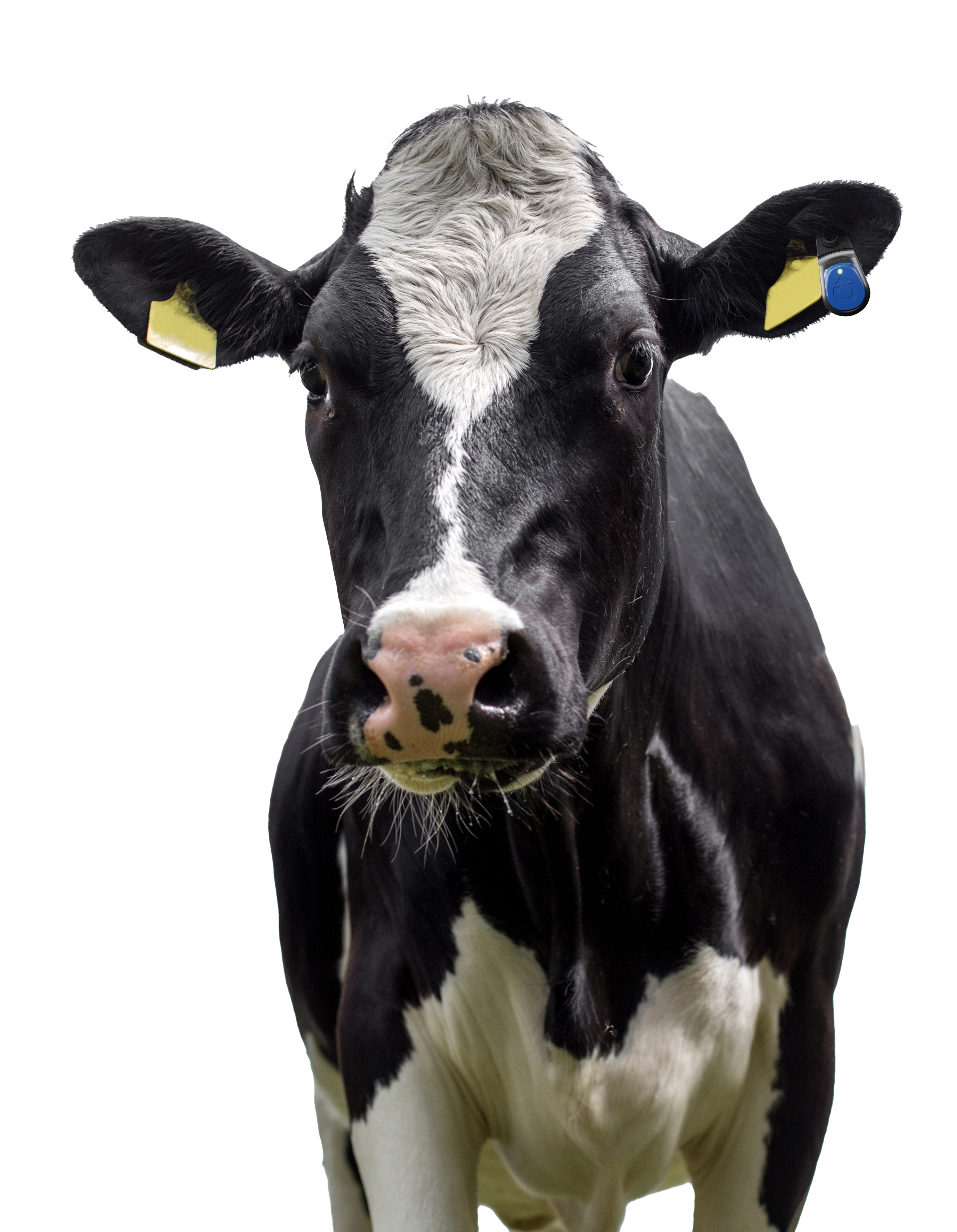 Milchkuh mit Ohrmarken und Sensor in Frontalansicht