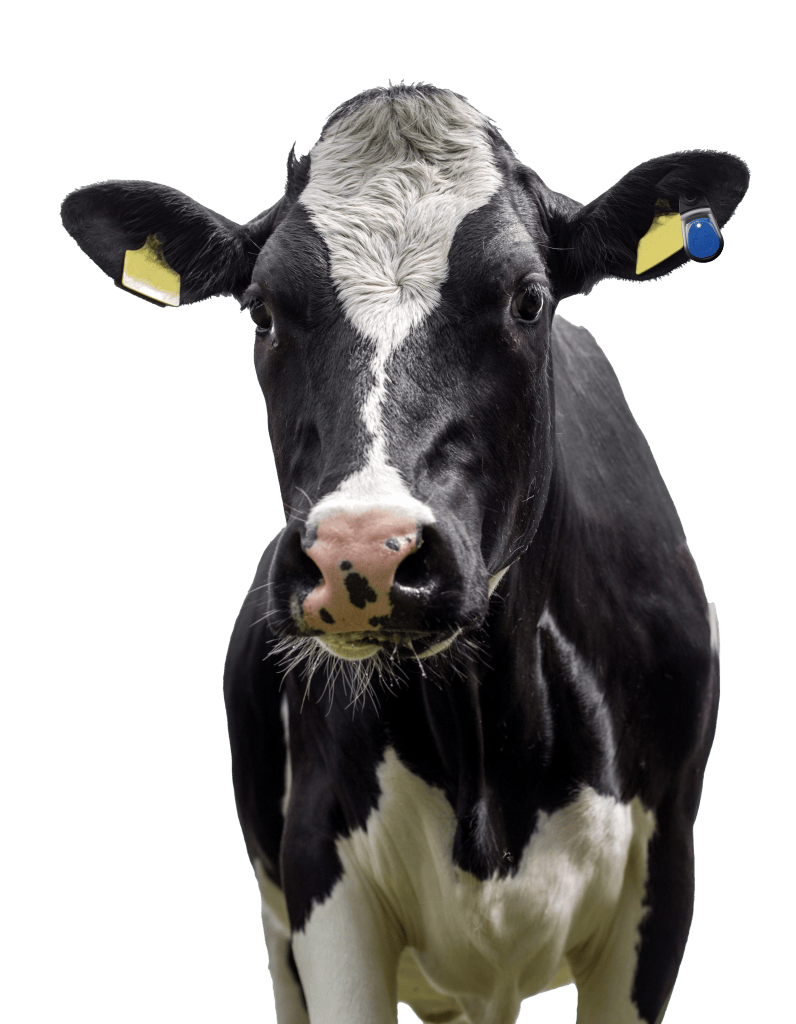 Milchkuh mit Ohrmarken und Sensor in Frontalansicht