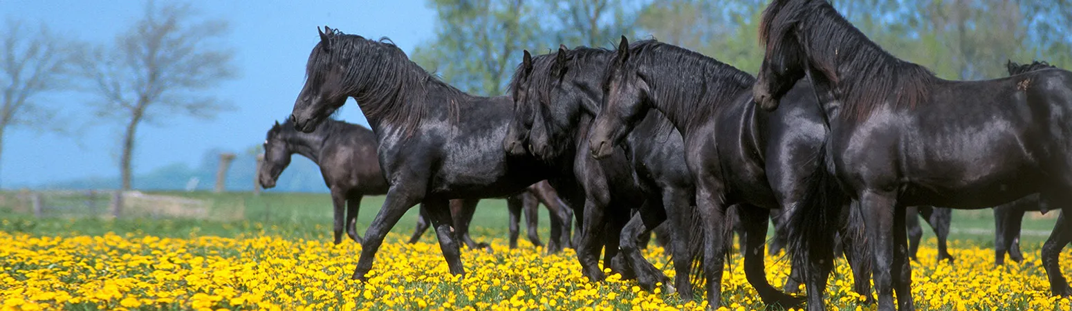 Group of black horse in the filed