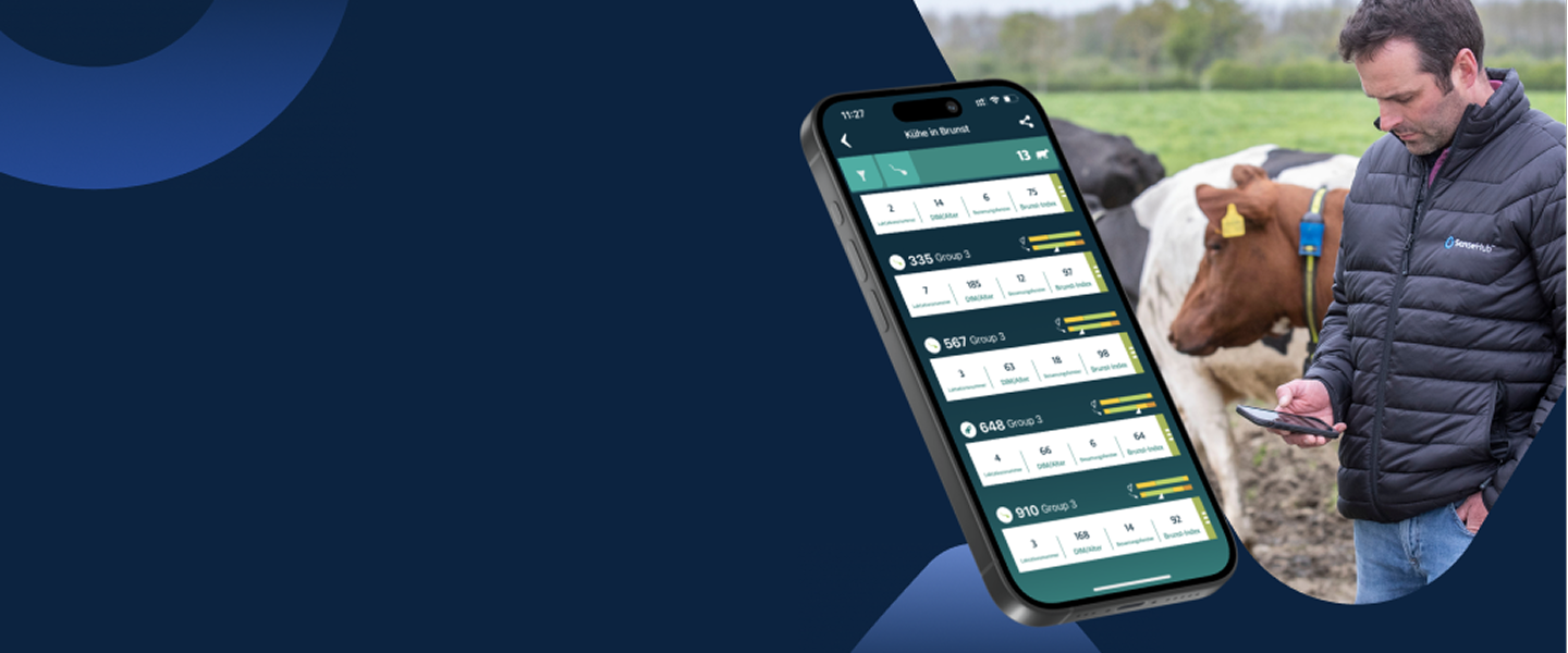 Brunst erkennen bei rindern