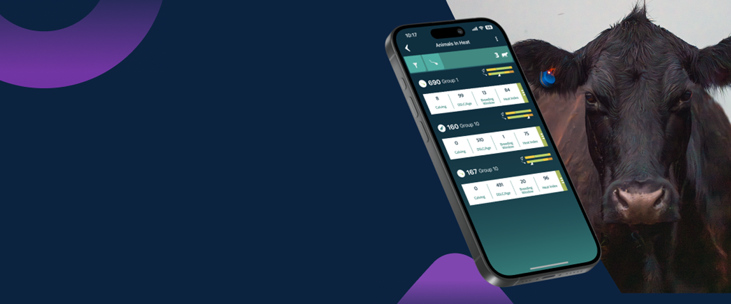 SenseHub-App auf Smartphone mit Rind im Hintergrund