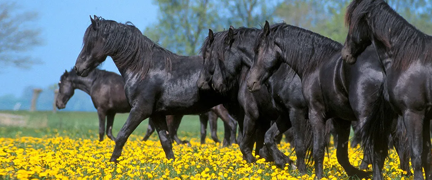 Mehrere Pferde stehen und grasen gemeinsam auf einer grünen Wiese im Freien