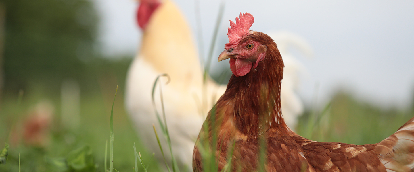 Nahaufnahme eines braunen Huhns auf einer grünen Wiese mit einem weißen Hahn im unscharfen Hintergrund.