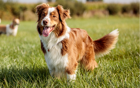 Australian Shepherd auf dem Feld Ein braun-weißer Australian Shepherd steht auf einer grünen Wiese.
