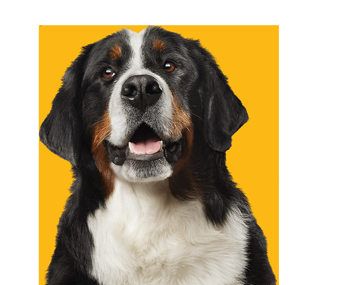 Berner Sennenhund Porträt Porträt eines Berner Sennenhundes vor gelbem Hintergrund.