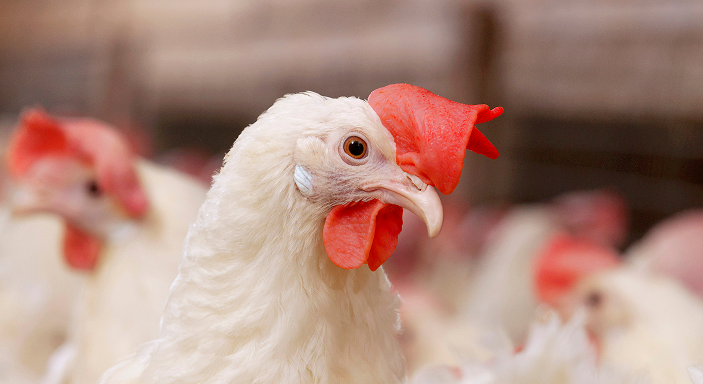 Nahaufnahme des Kopfes eines weißen Huhns mit rotem Kamm in einer Gruppe.