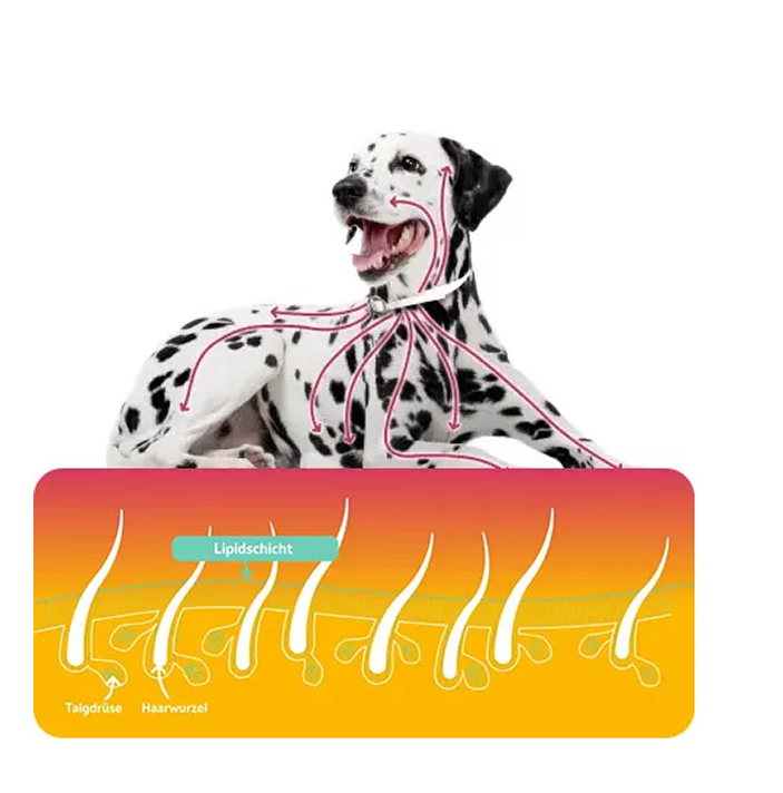 Illustration der Wirkstoffverteilung auf der Hundehaut mit Querschnitt von Lipid-Schicht, Talgdrüse und Haarwurzel.