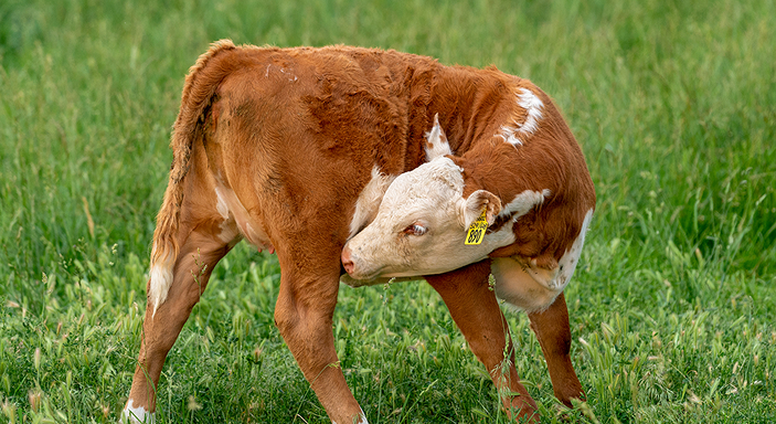 Jungtier in der Kälberaufzucht Nahaufnahme eines braunen Kalbes mit gelber Ohrmarke im Stall.