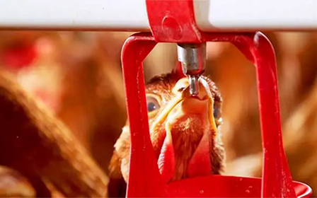 Nahaufnahme einer Henne, die Wasser aus einem roten Nippeltränkesystem trinkt.