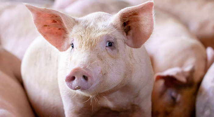 Porträt eines Ferkels Nahaufnahme eines rosa Ferkels in einem Stall, das direkt in die Kamera blickt.