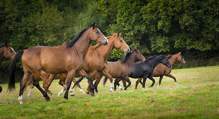 Galoppierende Pferdeherde Eine Gruppe von braunen und schwarzen Pferden, die über eine grüne Wiese vor einem Waldhintergrund galoppieren.