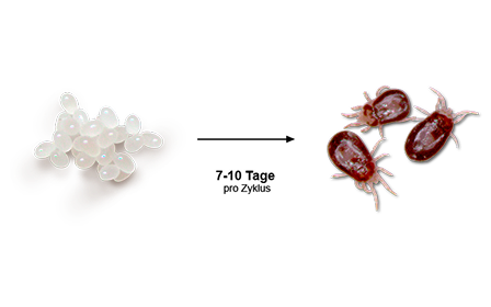 Infografik zum Lebenszyklus von Milben: Eier, Pfeil mit der Aufschrift „7-10 Tage pro Zyklus“ und adulte Milben.