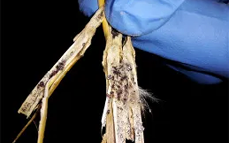 Eine Hand in blauen Handschuhen hält gespaltene Pflanzenstängel mit dunklem Pilzbefall im Inneren.