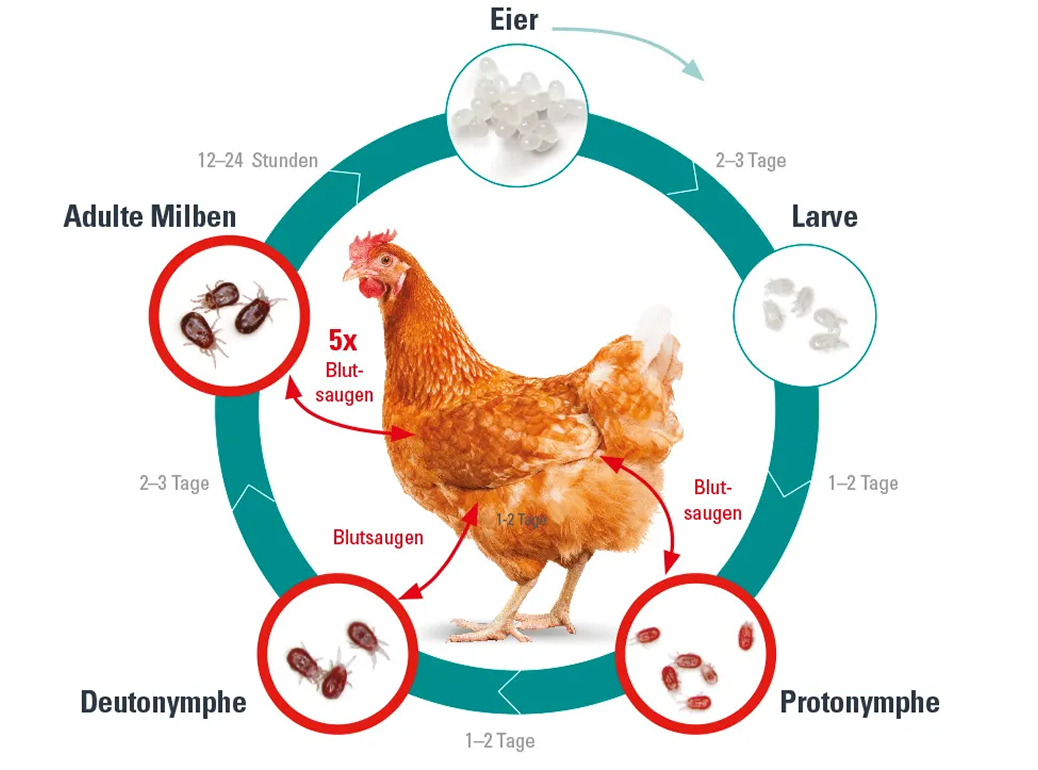 Infografik zum Lebenszyklus der Roten Vogelmilbe am Huhn (Eier, Larve, Nymphen, adulte Milben).