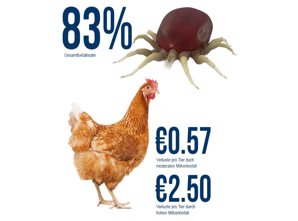 Infografik auf schwarzem Hintergrund mit einer Henne, einer Roten Vogelmilbe und statistischen Daten zum Befall sowie finanziellen Verlusten.