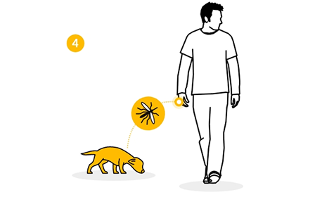 Hund mit Zeckenwarnung Person, die mit einem Hund spazieren geht, mit Häkchensymbol oben.