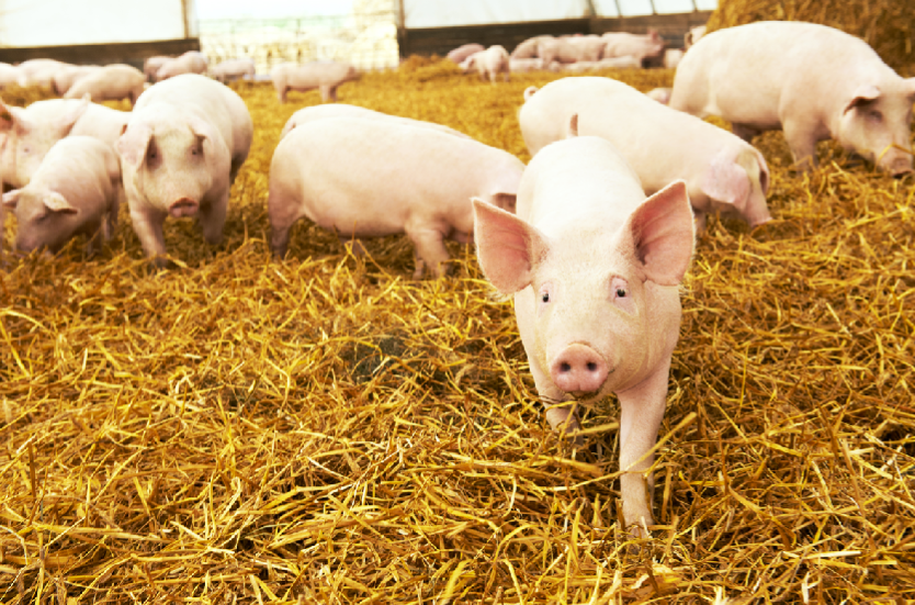 Schweine laufen auf Stroh im Stall