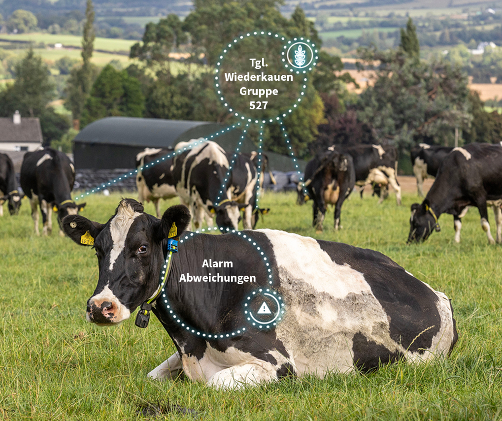 Eine Gruppe von schwarz-weißen Milchkühen auf einer grünen Weide, mit digitalen Overlays, die Daten zum täglichen Wiederkauen der Gruppe und einen Alarm für Abweichungen anzeigen.