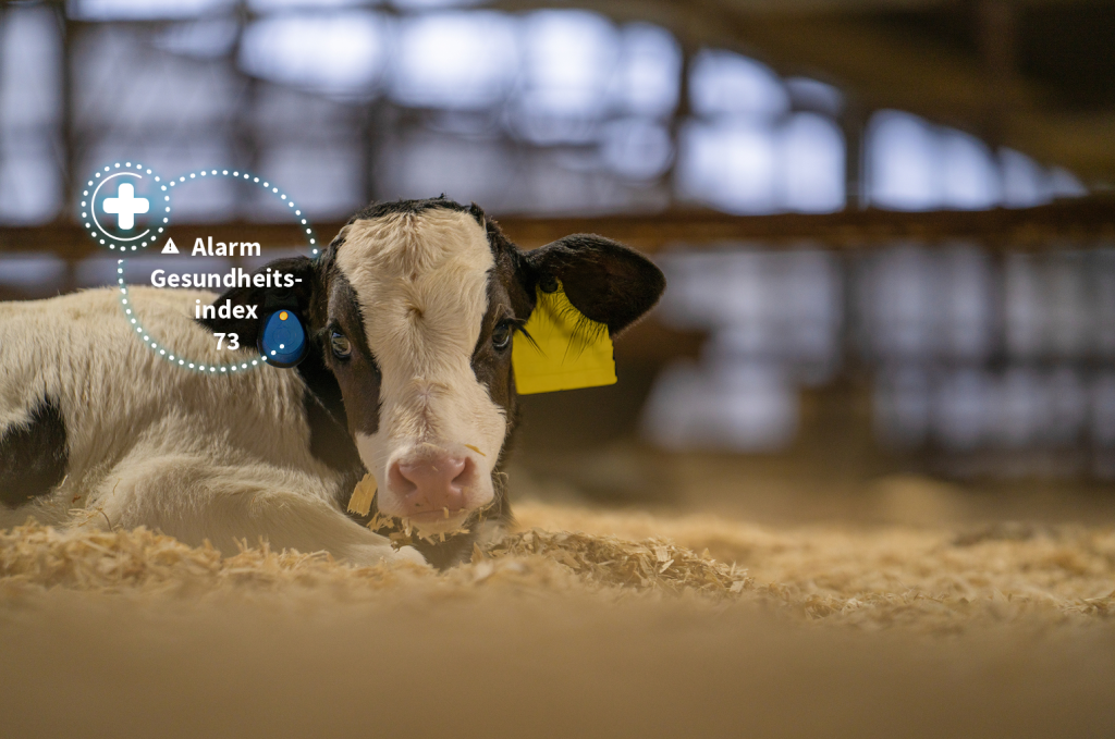 Ein junges Kalb liegt im Stroh, während eine digitale Anzeige einen Gesundheitsalarm und einen Gesundheitsindex von 73 anzeigt.