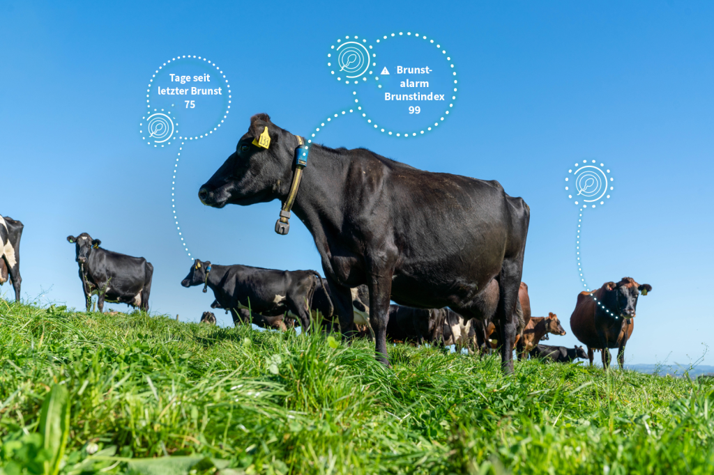 Mehrere schwarze und schwarz-weiße Kühe stehen auf einer grünen Weide unter blauem Himmel, überlagert mit digitalen Grafiken und Daten zu Brunstalarm, Brunstindex und Tagen seit der letzten Brunst.