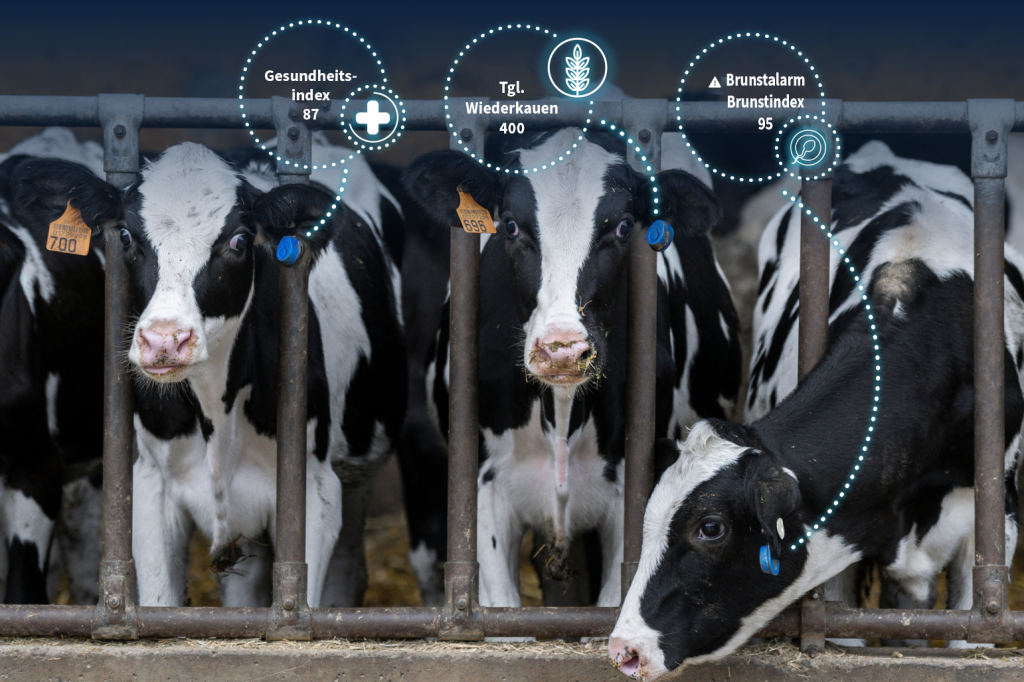 Mehrere schwarz-weiße Kühe stehen an einem Fressgitter im Stall, ergänzt durch digitale Anzeigen für den Gesundheitsindex, das tägliche Wiederkauen und einen Brunstalarm.