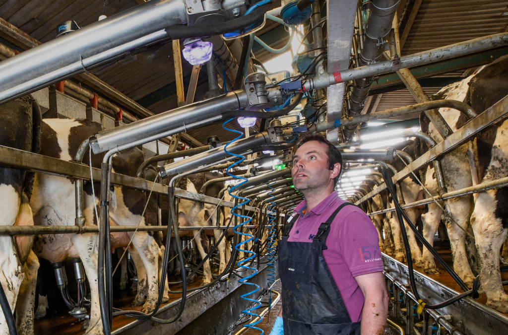 Ein Landwirt in Schürze blickt in einem modernen Melkstand nach oben auf die Melktechnik, während Kühe in den Ständen stehen.