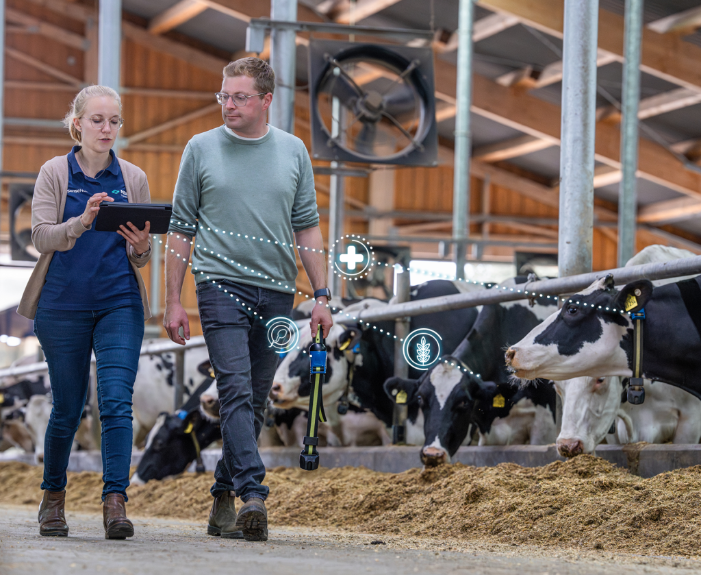 Zwei Personen gehen durch einen Kuhstall und betrachten Daten auf einem Tablet, während digitale Verbindungslinien zu den Sensoren der Kühe führen.