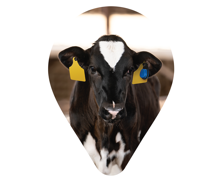 Kalb mit Sensor Kalb mit Ohrmarken und Sensor in Frontalansicht