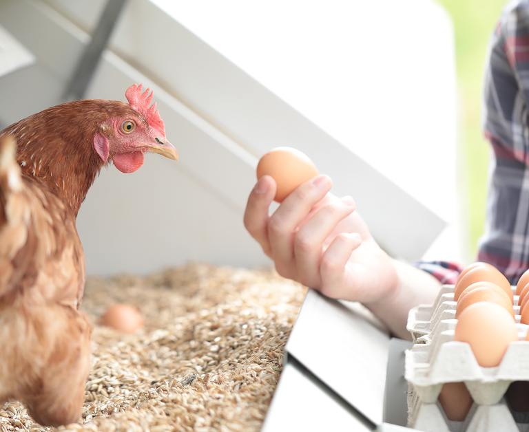 Eine braune Henne blickt auf eine Hand, die ein frisch gelegtes Ei hält, neben einem Eierkarton.