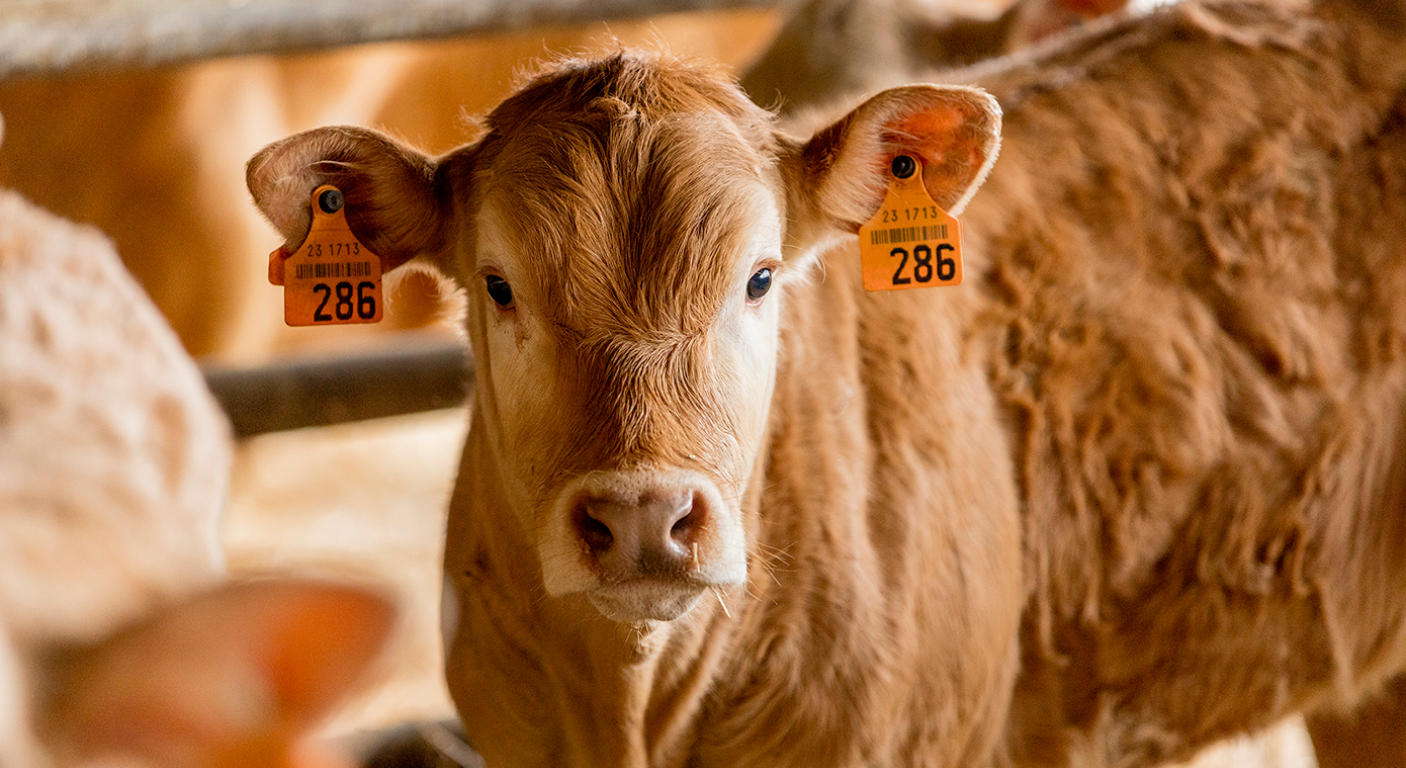 Nahaufnahme eines braunen Kalbes mit gelben Ohrmarken (Nummer 286) im Stall.