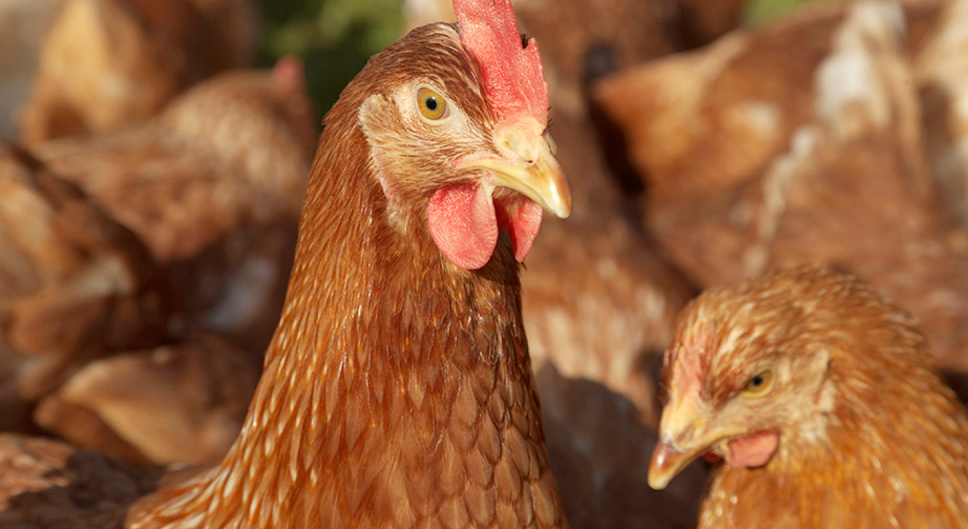 Nahaufnahme des Kopfes einer braunen Henne inmitten einer Gruppe von Hühnern.