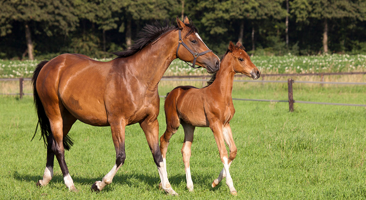 Eine braune Stute und ihr Fohlen laufen zusammen auf einer grünen Weide.