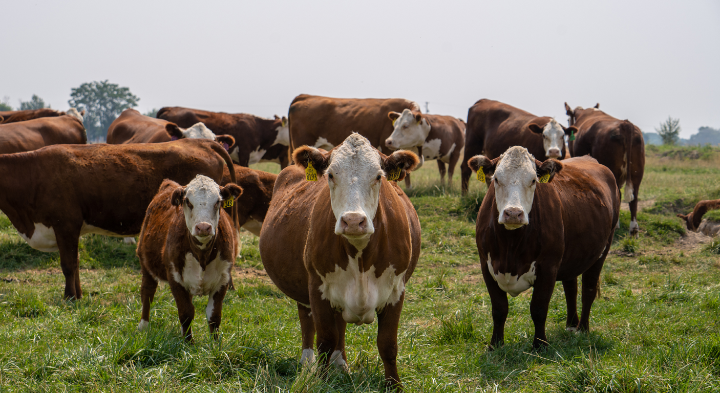 Rinderherde auf der Weide Eine Herde brauner Kühe mit weißen Köpfen auf einer grünen Weide unter freiem Himmel.