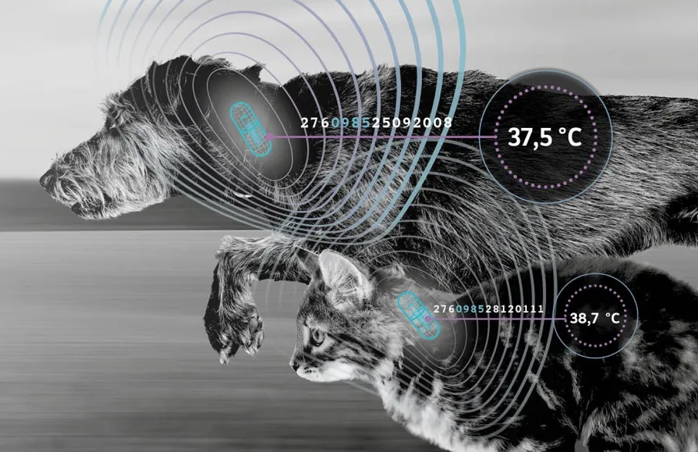 Schwarz-Weiß-Darstellung eines Hundes und einer Katze in Bewegung mit digitalen Overlays für Mikrochip-IDs und Temperaturdaten.