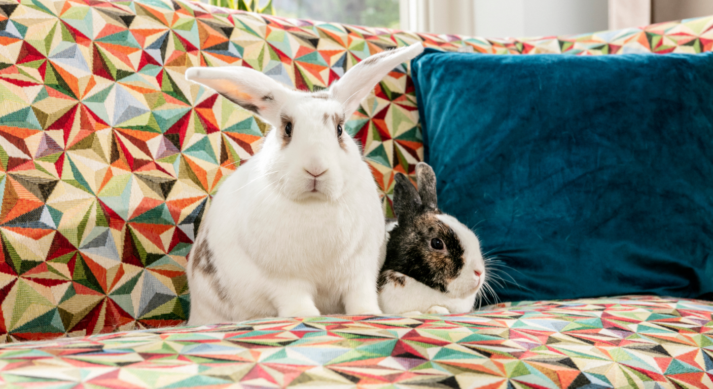 Ein weißes und ein schwarz-weiß geschecktes Kaninchen auf einem bunt gemusterten Sofa neben einem blauen Kissen.